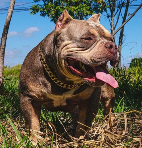 Lord (1 ano)